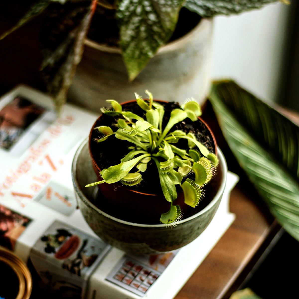 10 facts about the venus flytrap plant