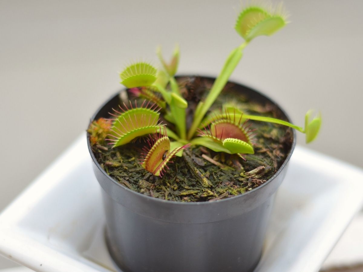 Best care tips and handles for Venus Flytraps to thrive