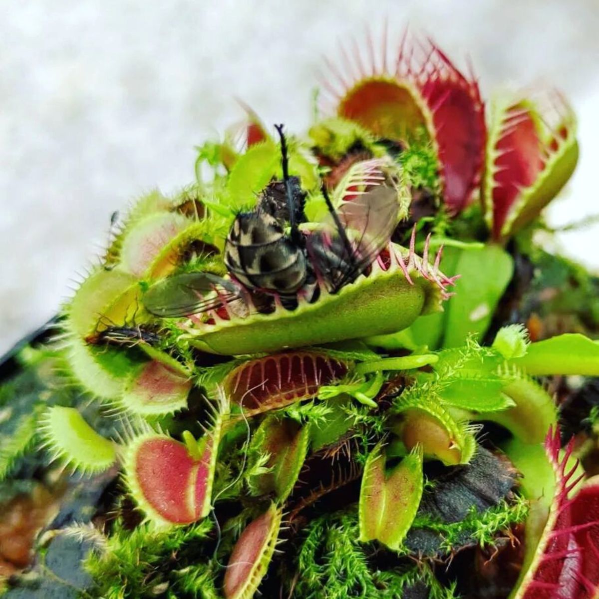 Feeding venus flytraps flies