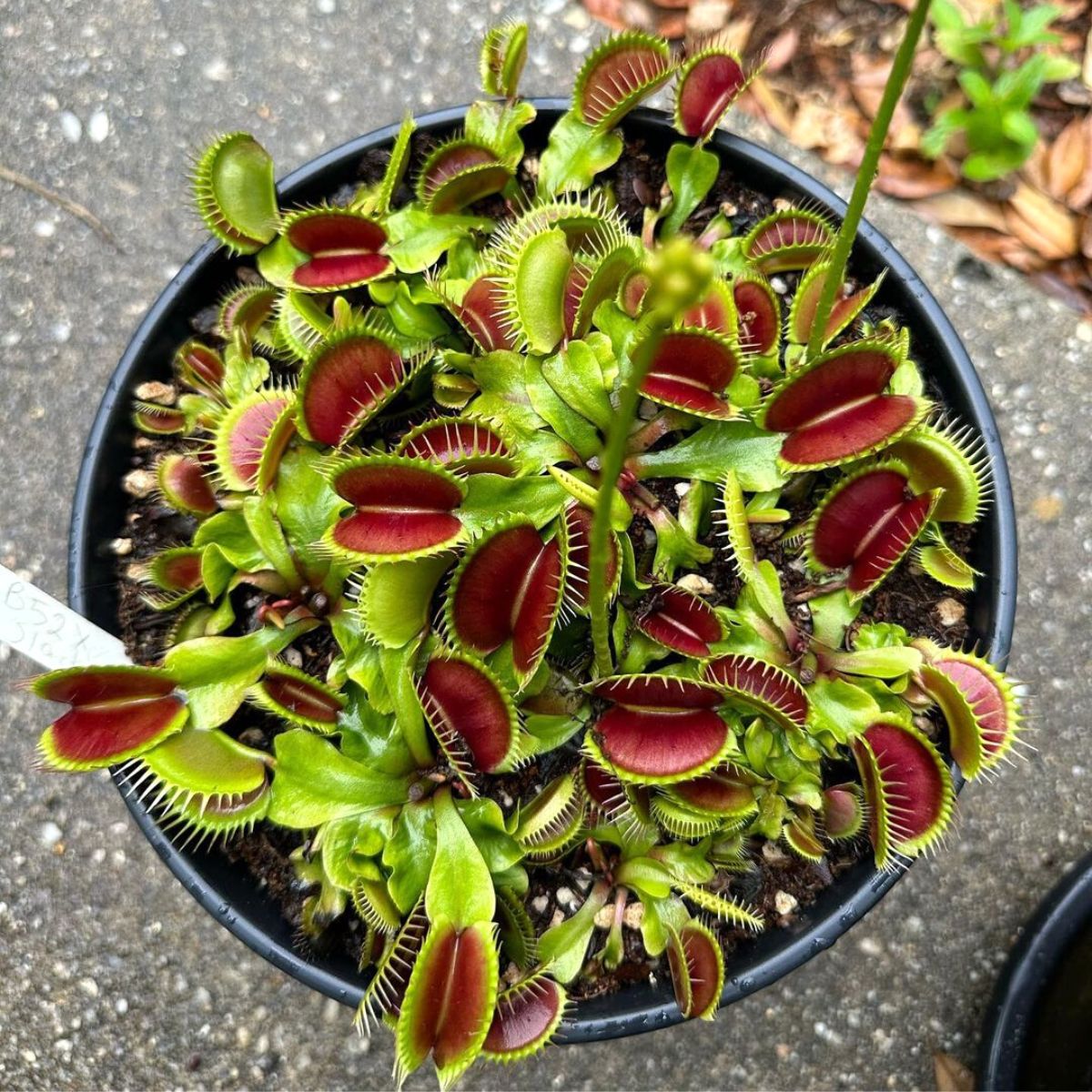 Water requirements for a venus flytrap plant