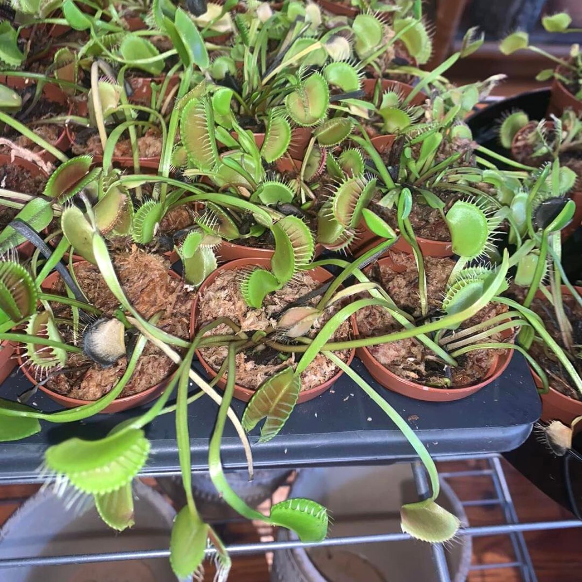 Best type of soil and tips for venus flytraps to grow adequately