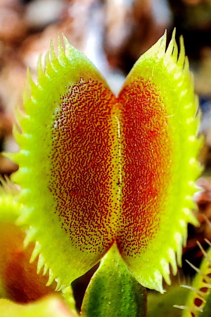 Sunlight requirements for venus flytrap flowers