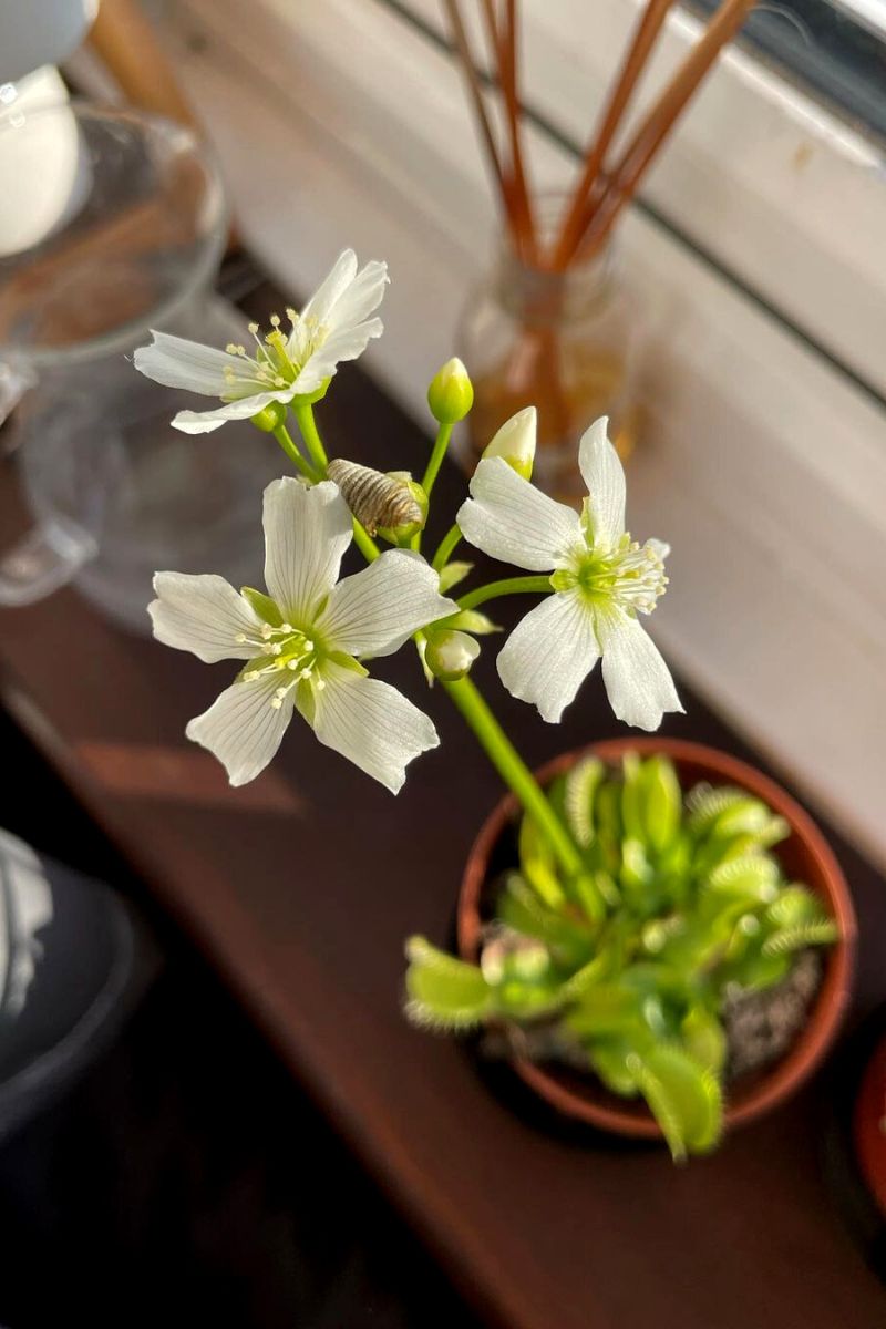 Venus Flytrap white flowers blooming
