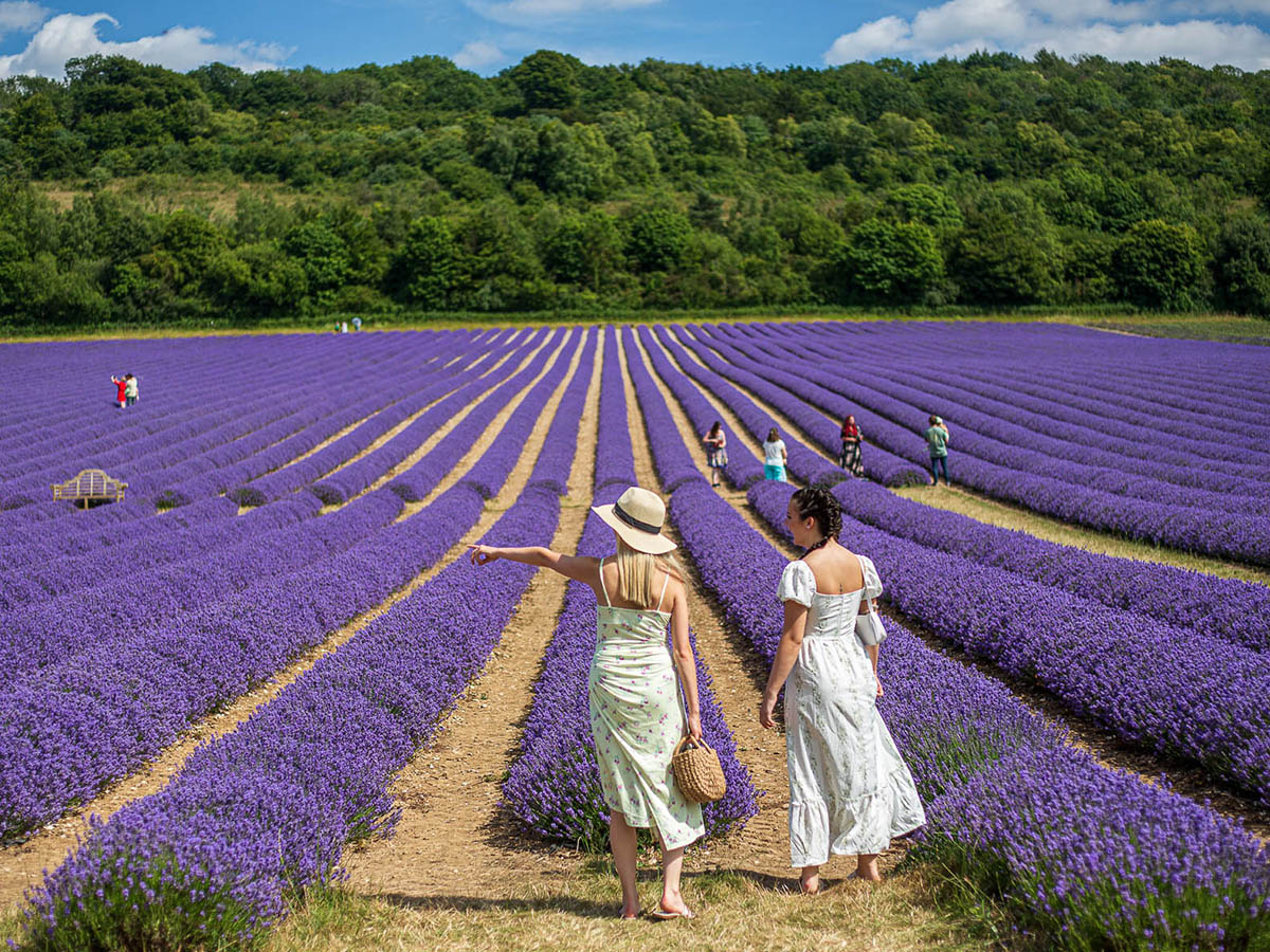 Lavender Fields Potpourri