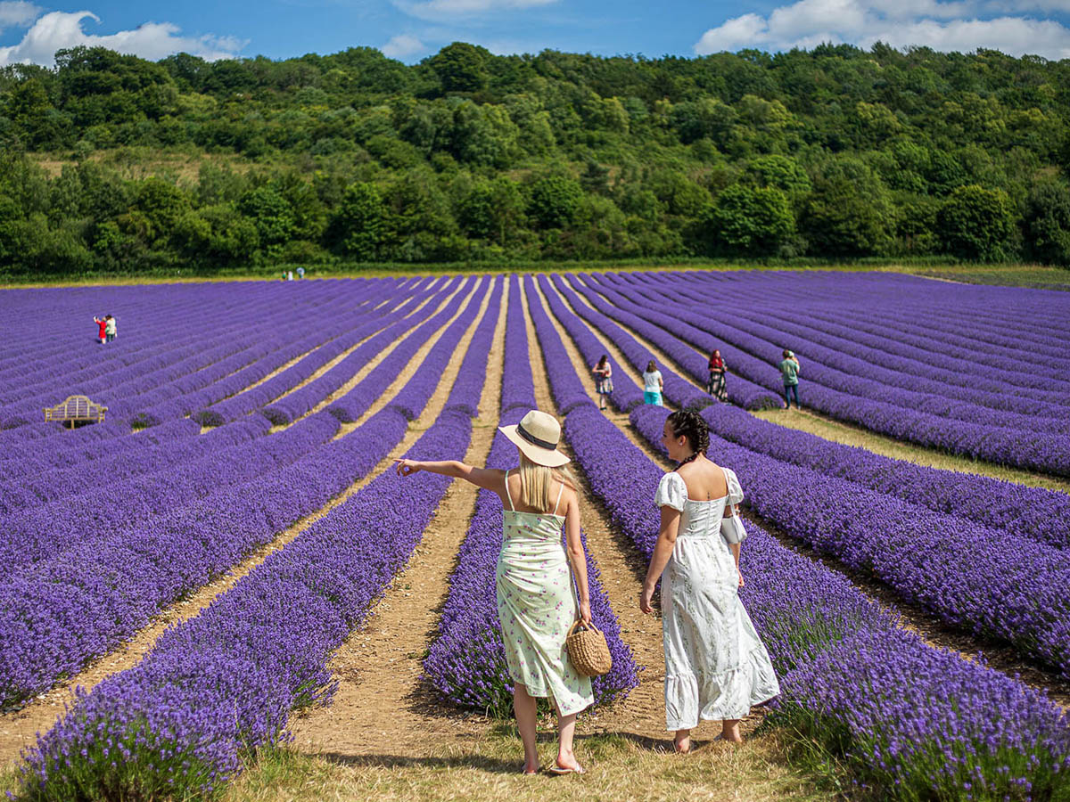 Castle Farm Lavender Fields