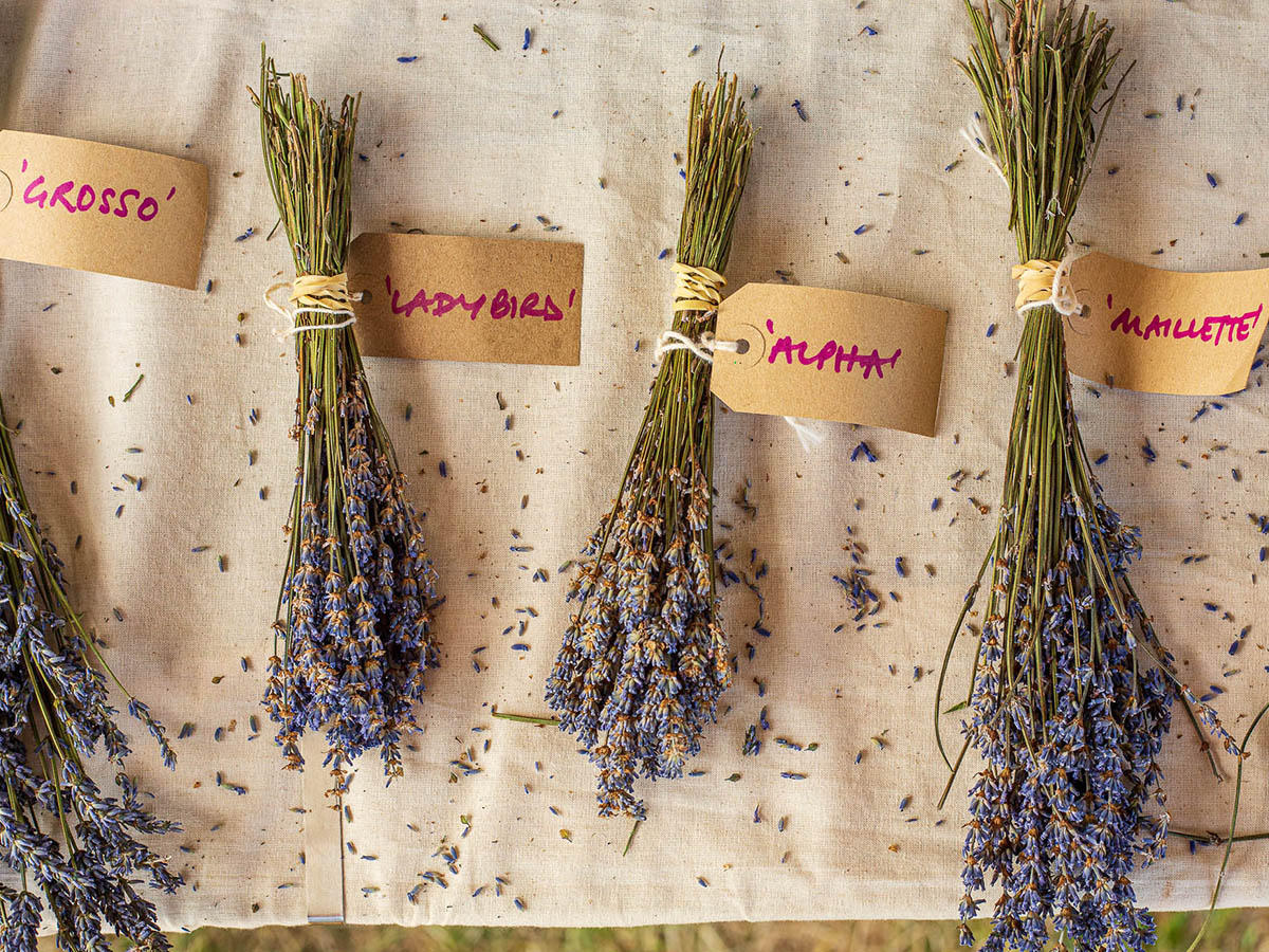 Castle Farm Kent Dried Flowers