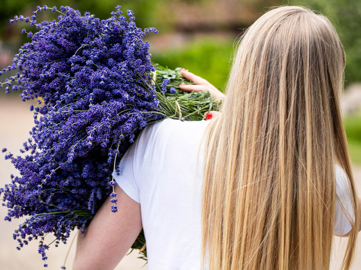 Castle Farm Lavender Harvest