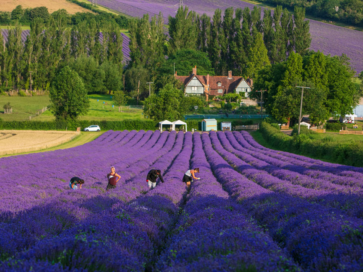 Castle Farm Lavender