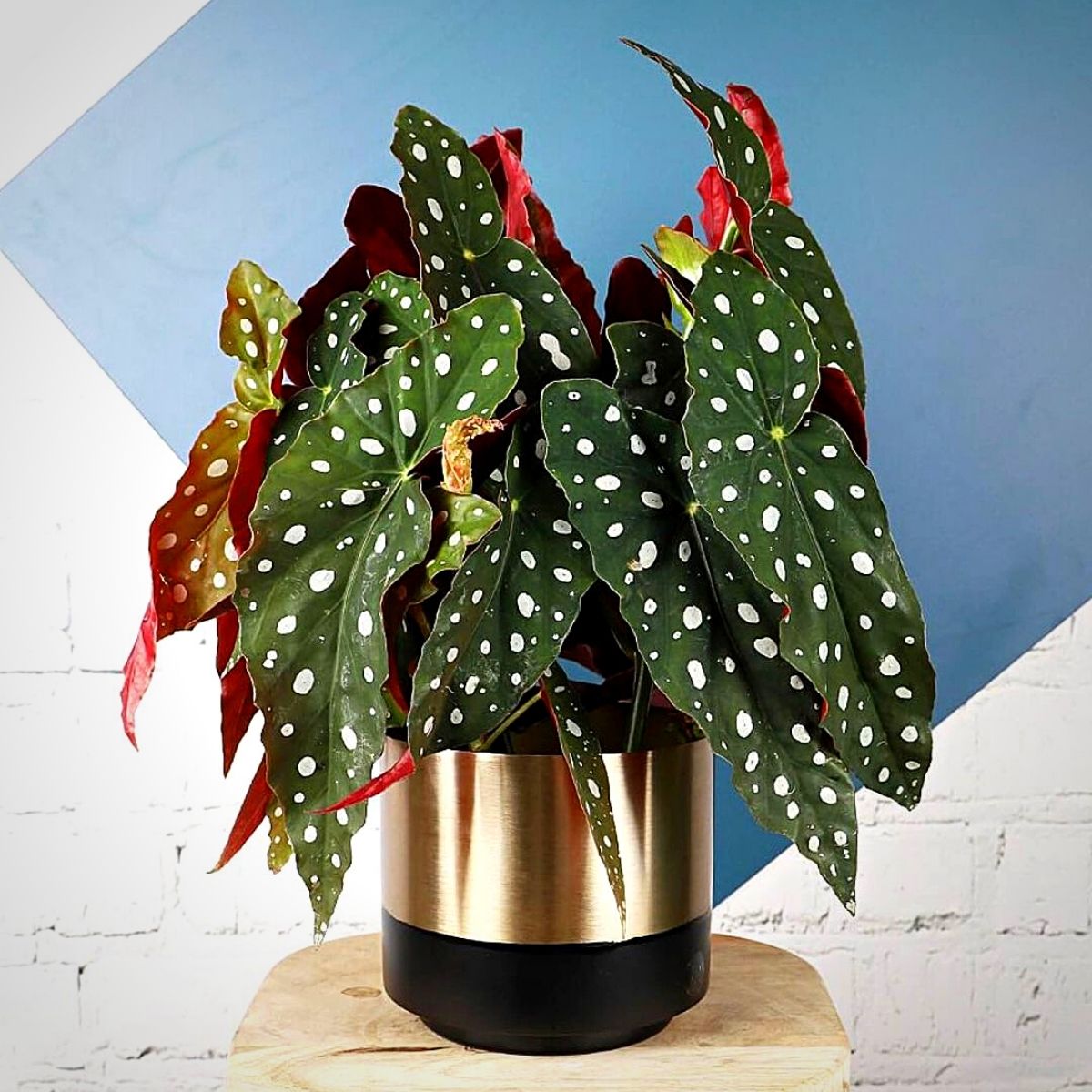 potted begonia maculata plant