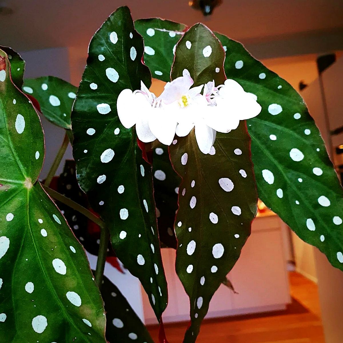 polka dot begonia plant with white flowers