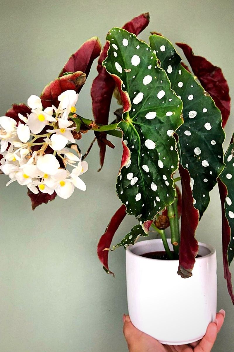 white flowers on potted begonia maculata plant