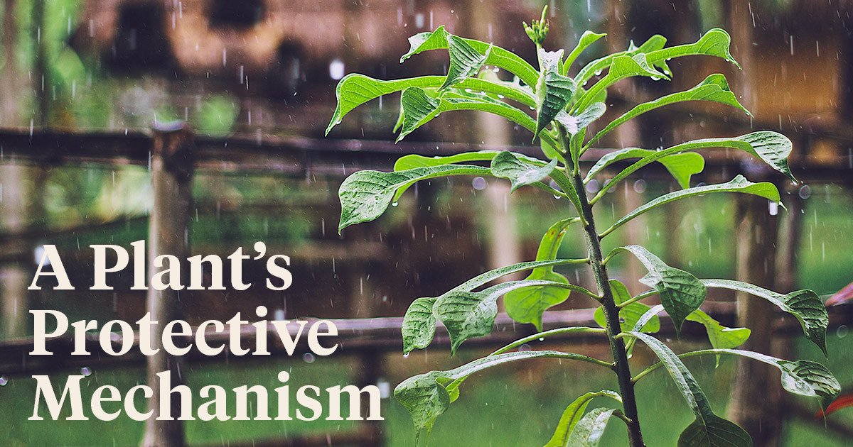 Why Plants Panic When it Rains Article onThursd