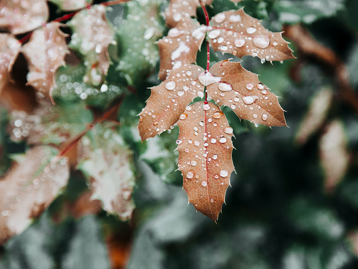 PLant panic with rain