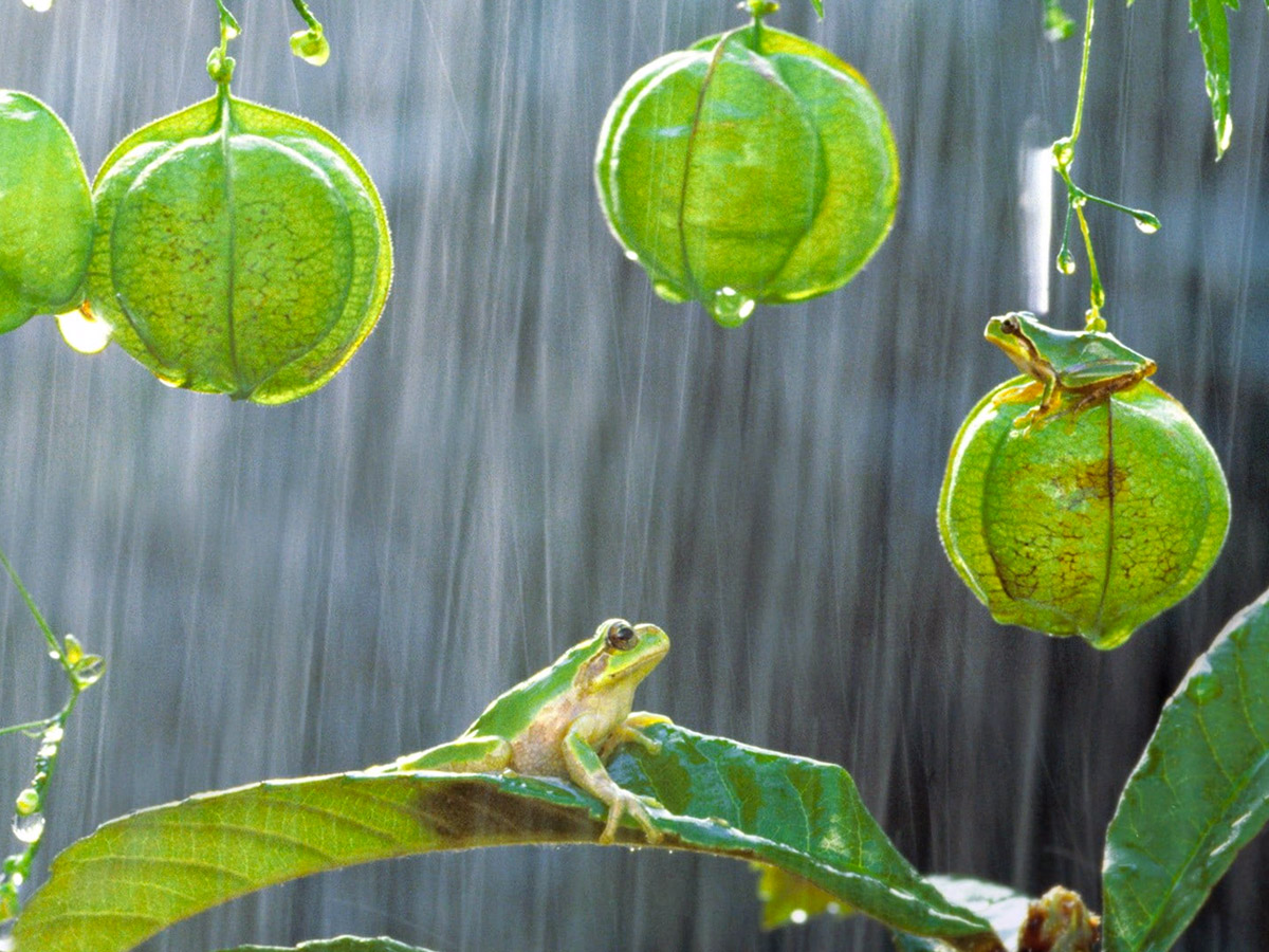 Plant in the rain