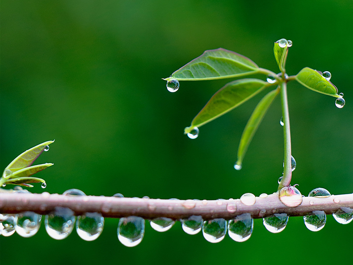 Raindrops on plant in the rain