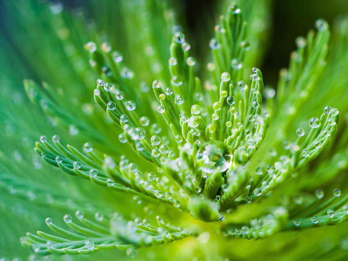 Raindrops on a green plant