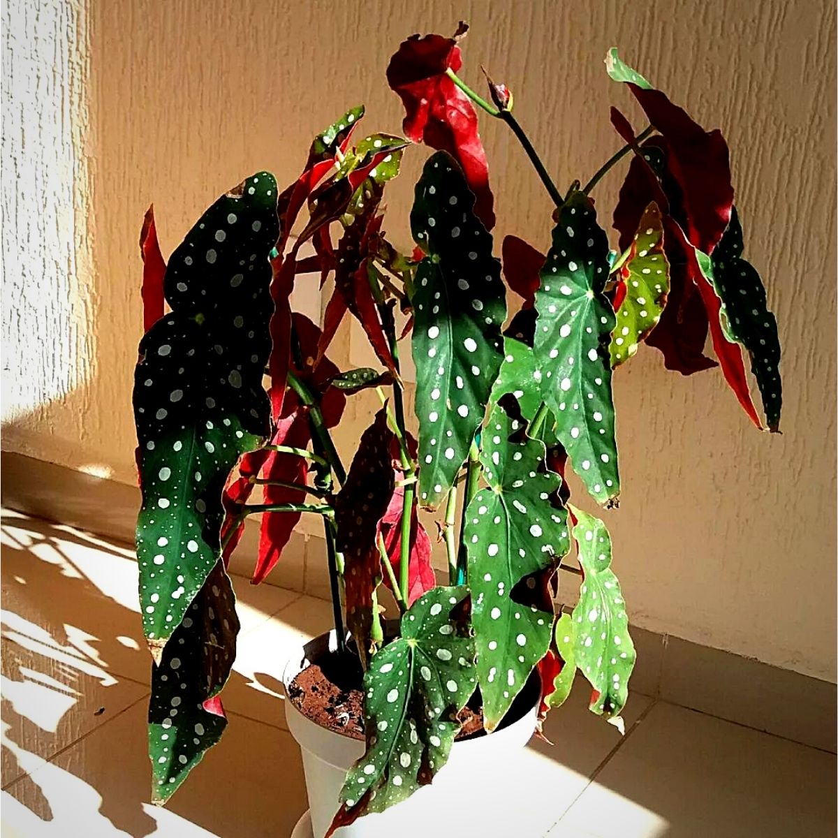 begonia maculata houseplant