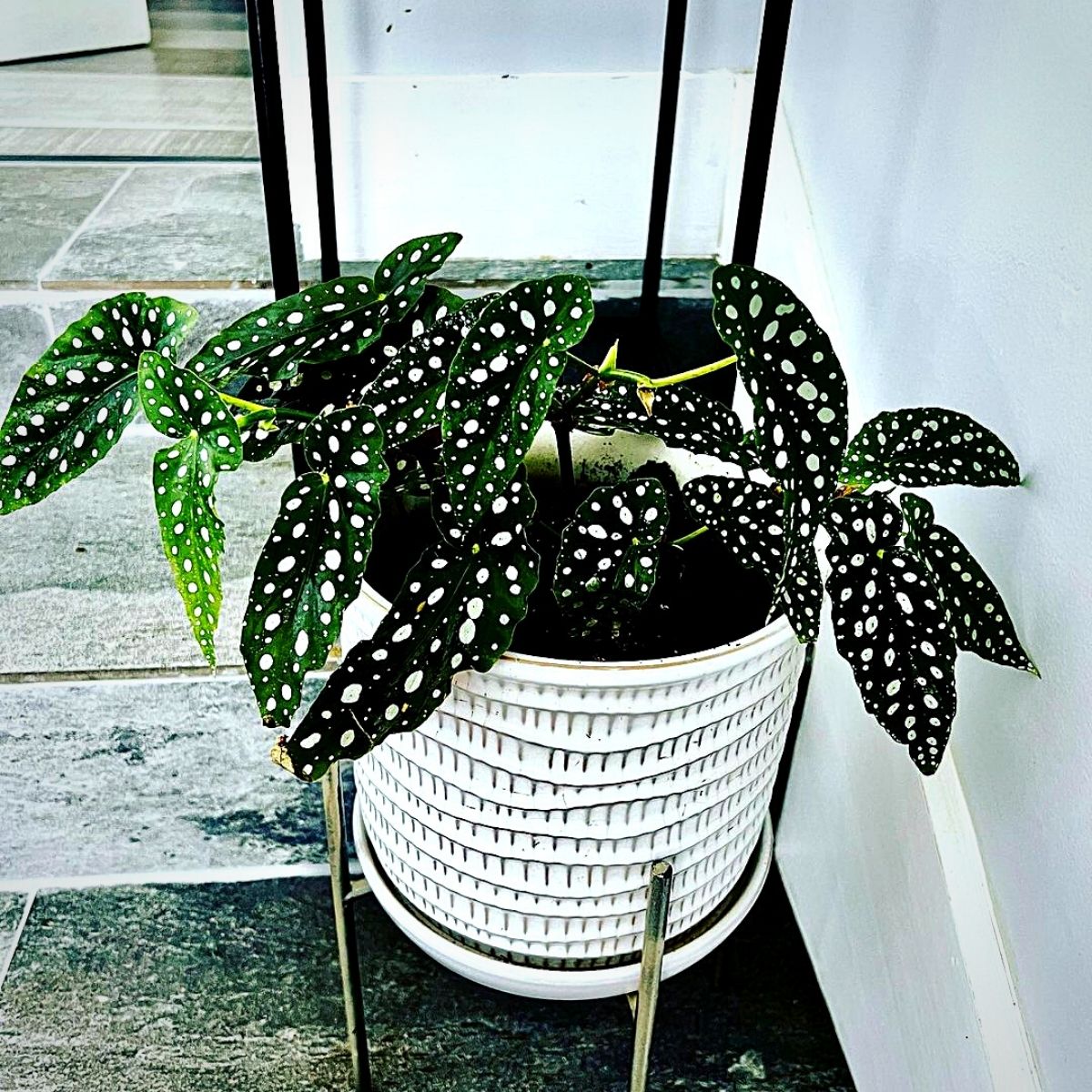 spotted begonia houseplant