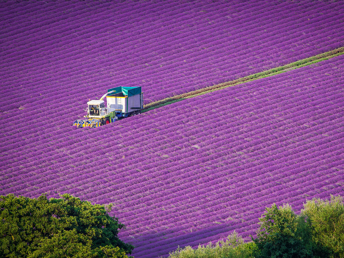 Castle Farm Lavender Harvesting