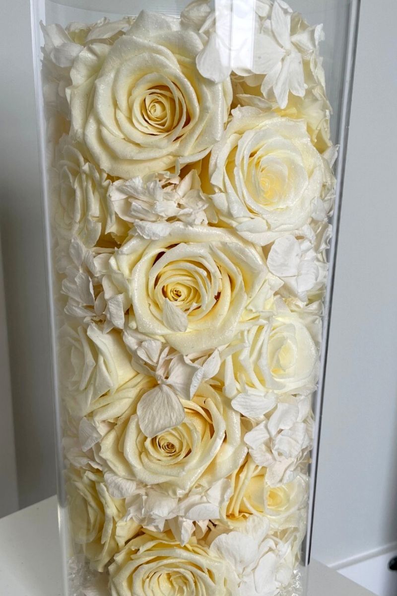White infinity roses that last from one to three years