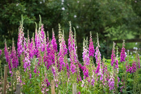 Carol, From Carol's Garden in This Floral Interview - Article on Thursd