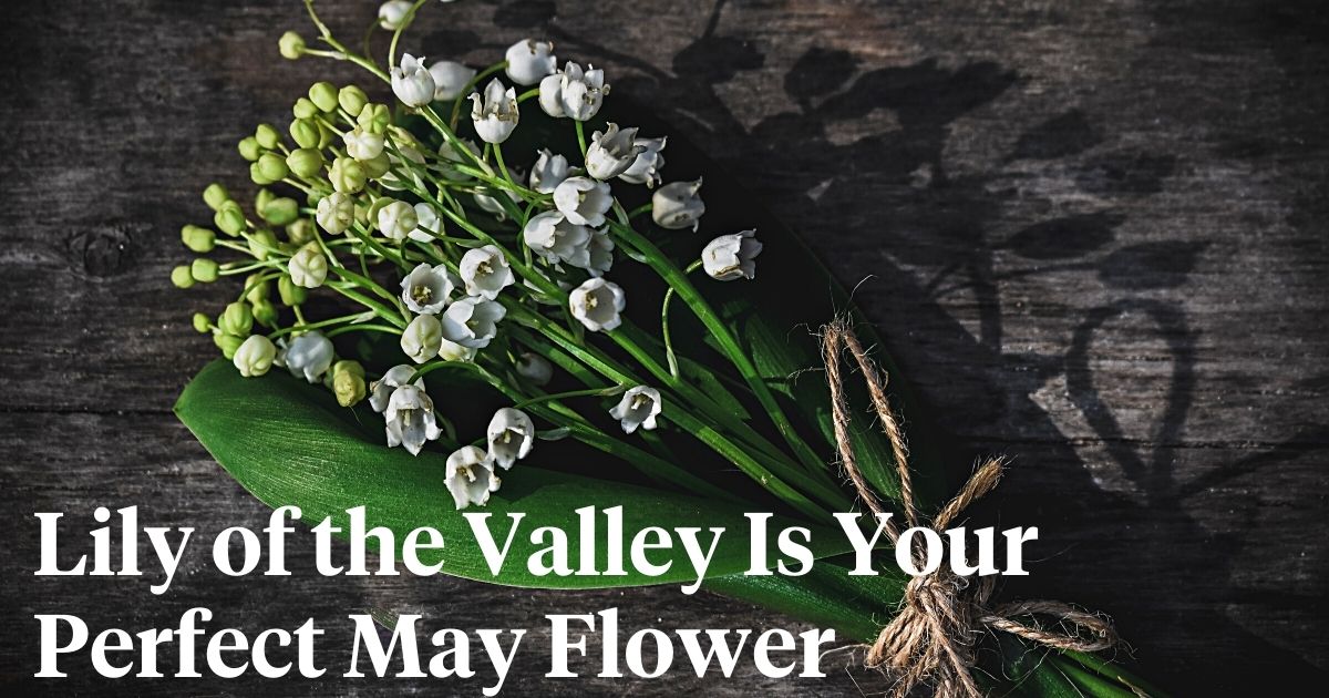 Lily of the valley header img Thursd