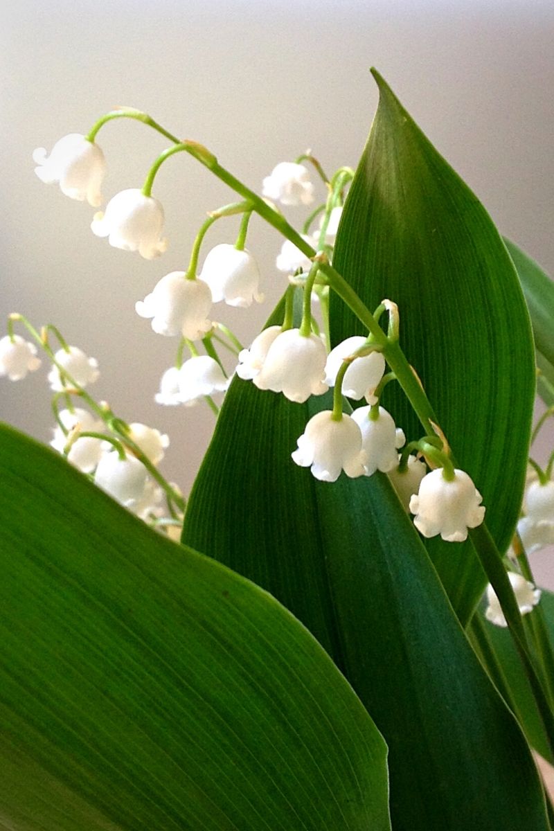 lily of the valley flowers and foliage