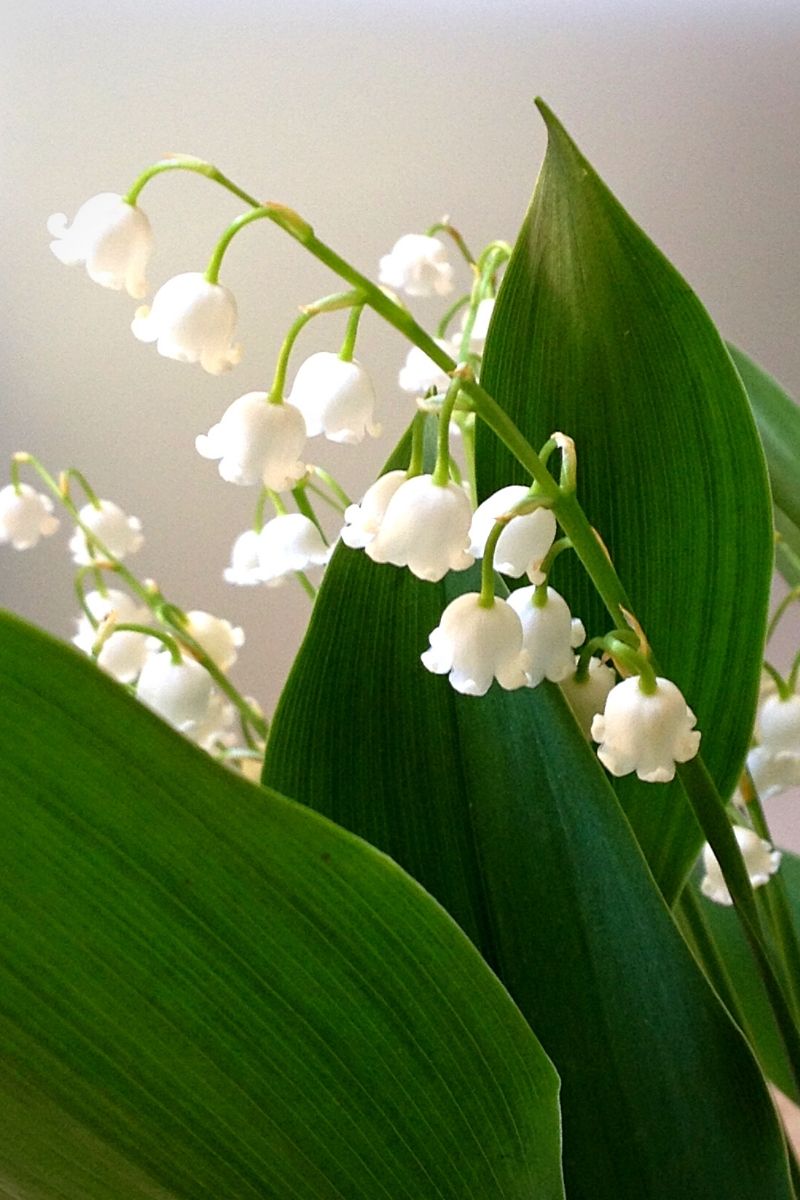 Lily of the Valley