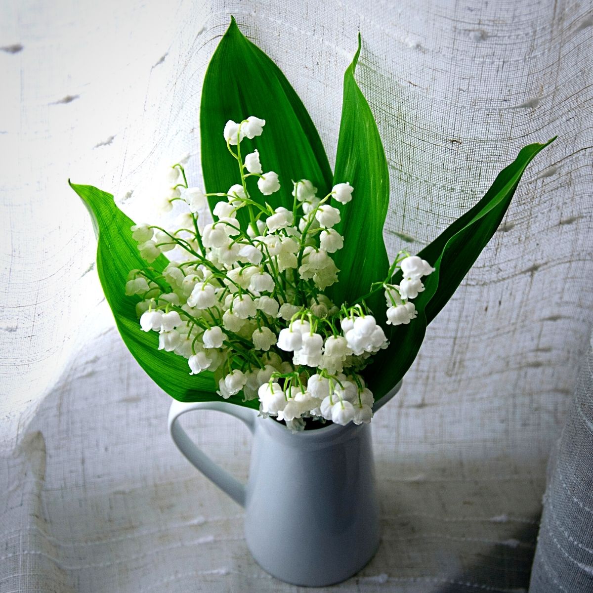 Potted lily of the valley flowers