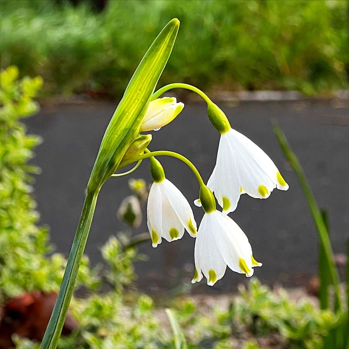 lily of the valley may birth flower