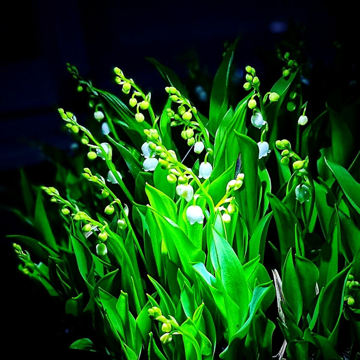 may birth month lily of the valley