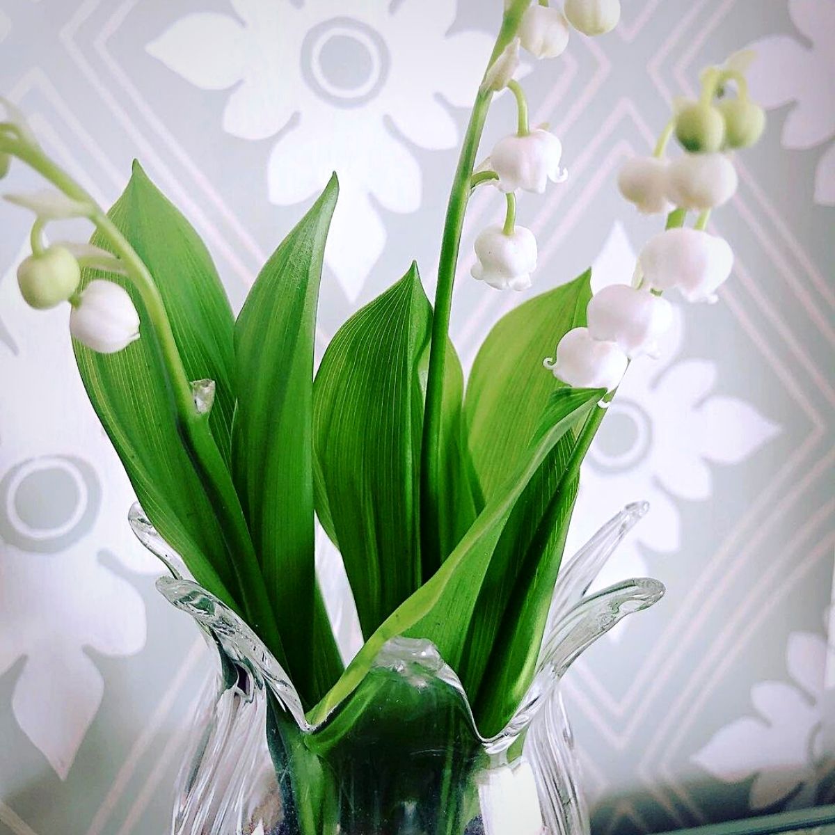 vased lily of the valley may birth flower