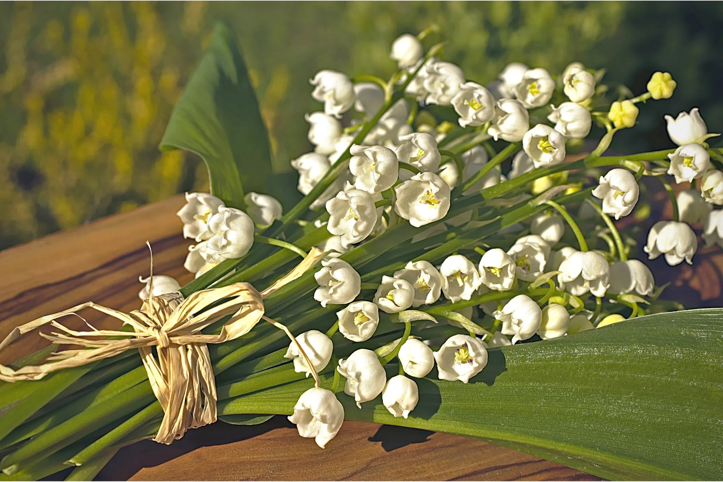 May Birth Flower Lily of the Valley Large Featured Image