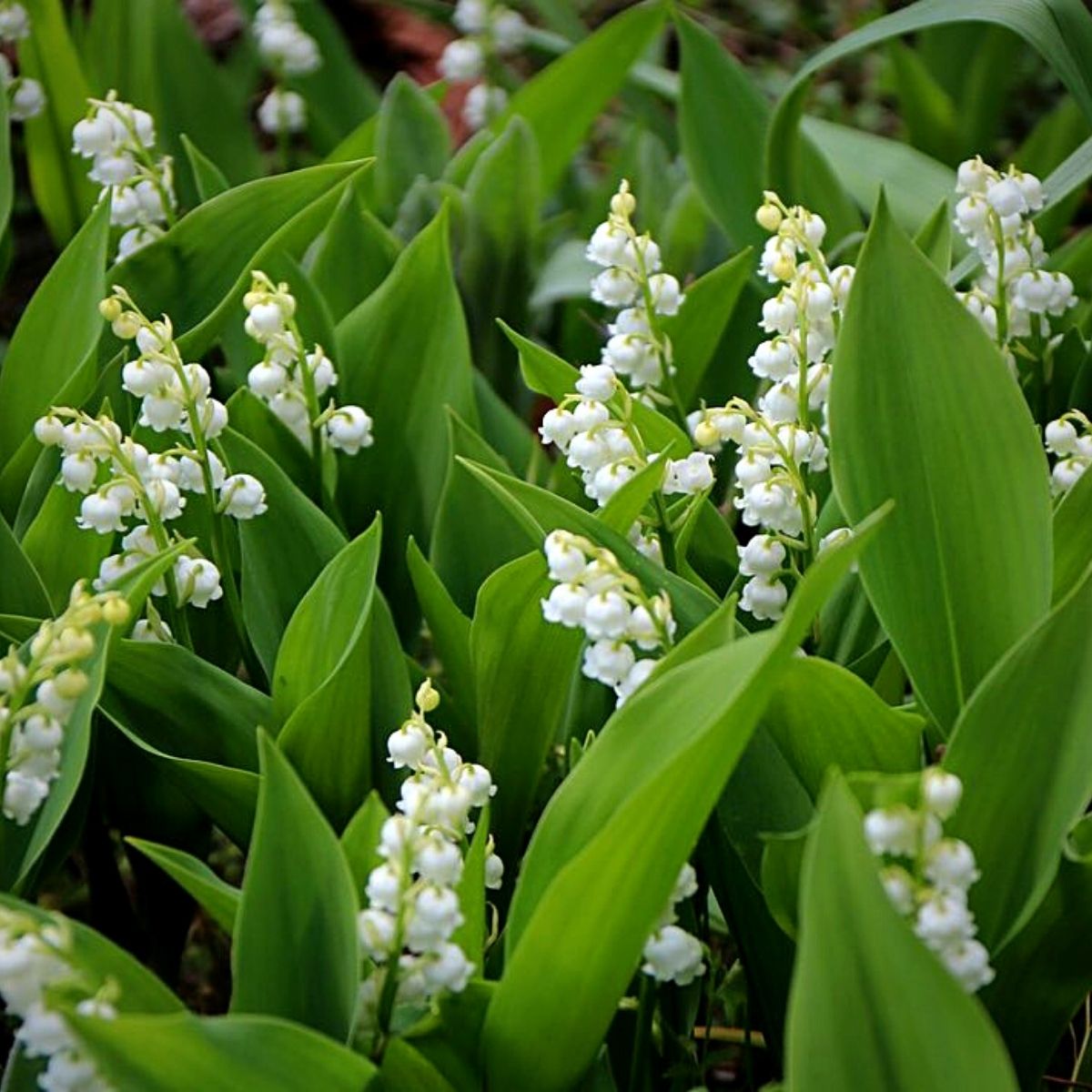 May birth flower lily of the valley
