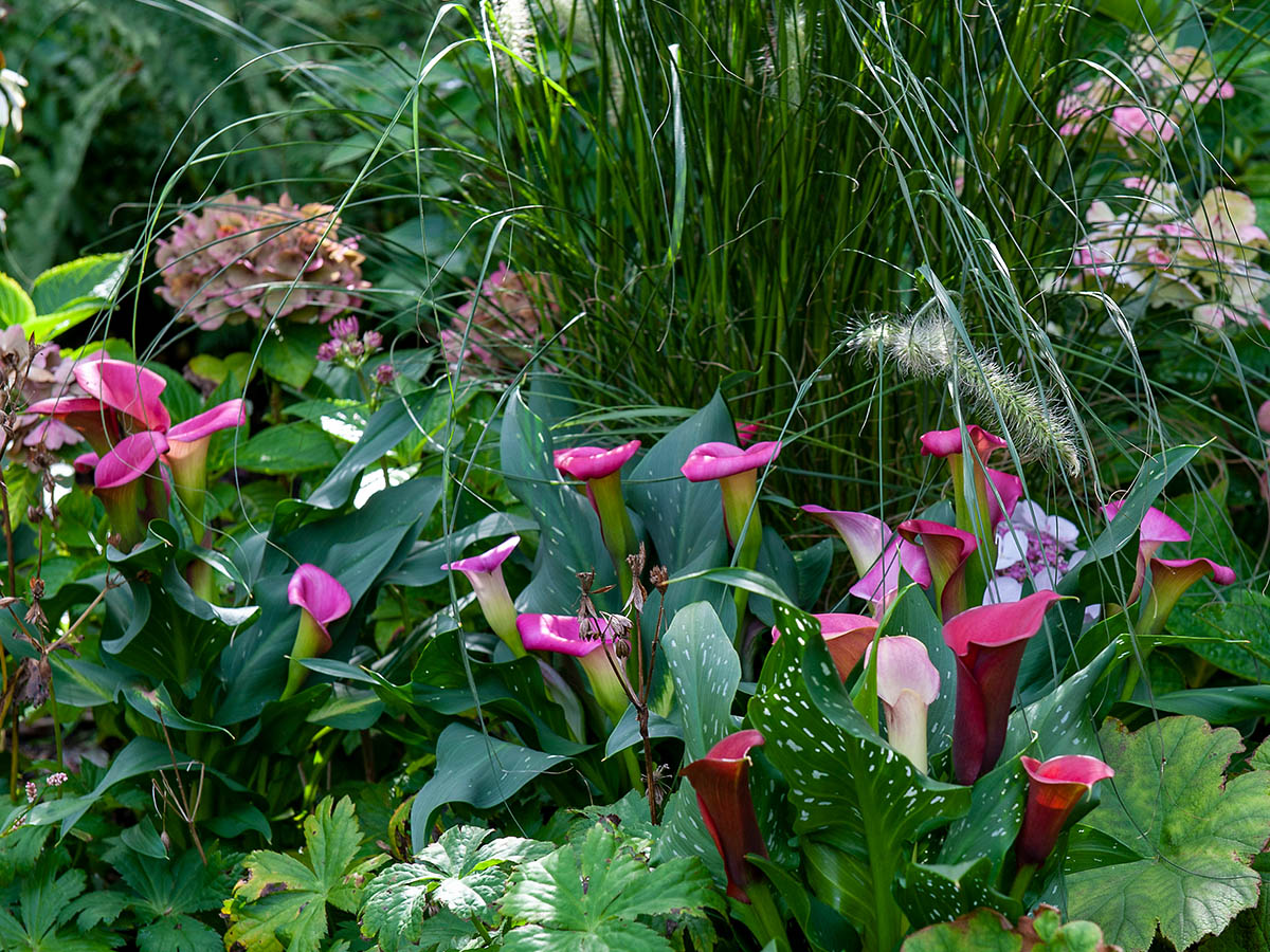 Purple callas