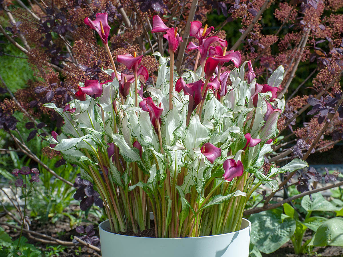 Pink and white callas