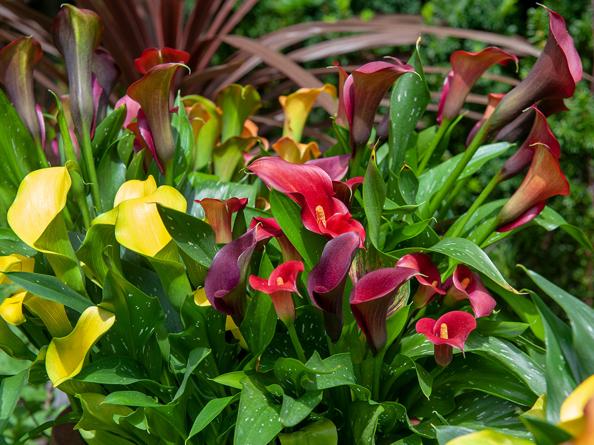 Yellow and red callas