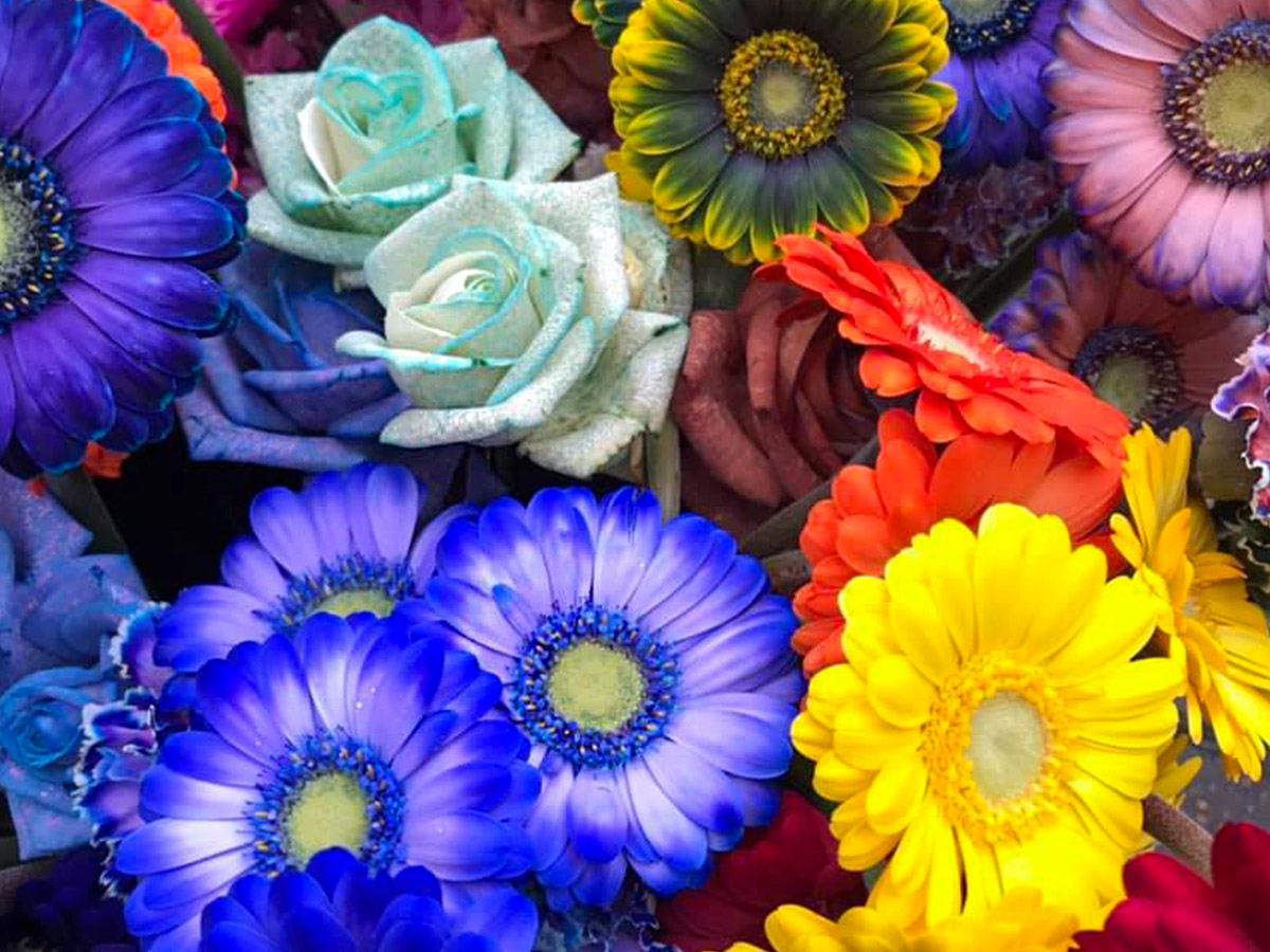 dyed mixed flowers