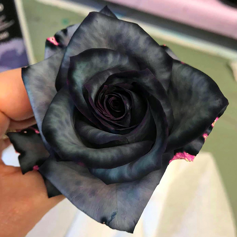 dyed flower black rose