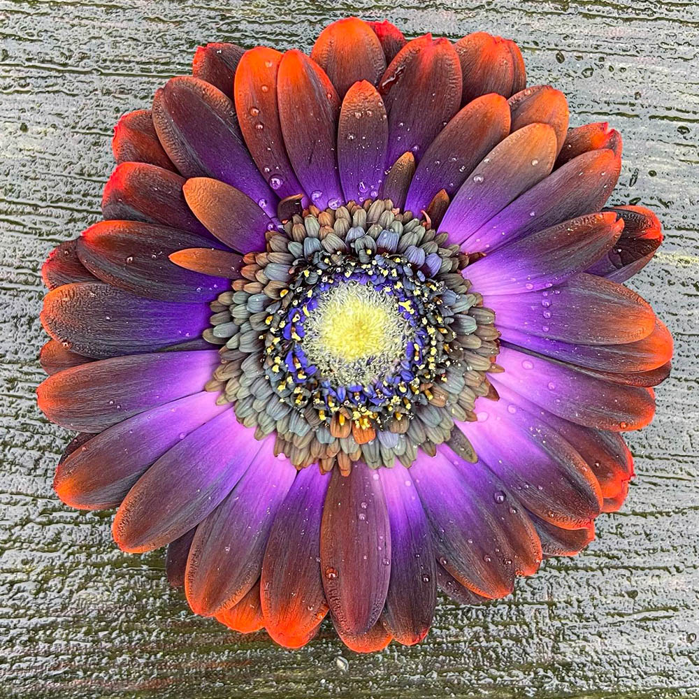 dyed flower gerbera