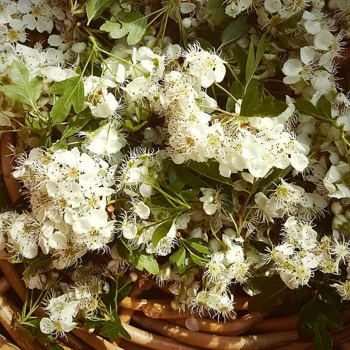 hawthorn flowers arrangement