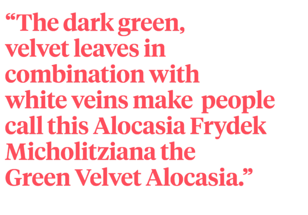 Quote Alocasia Frydek