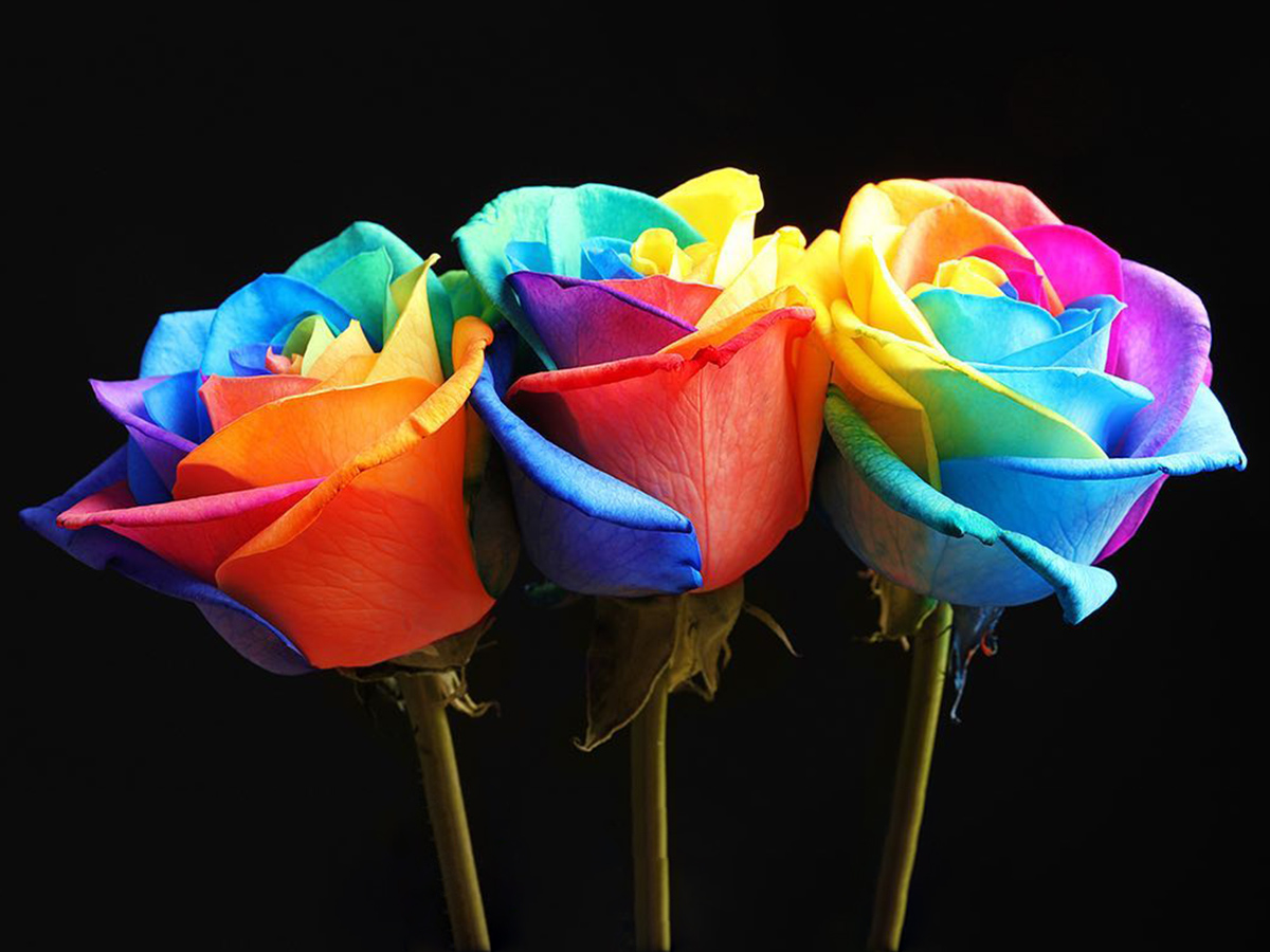 Pride Month Rainbow Roses