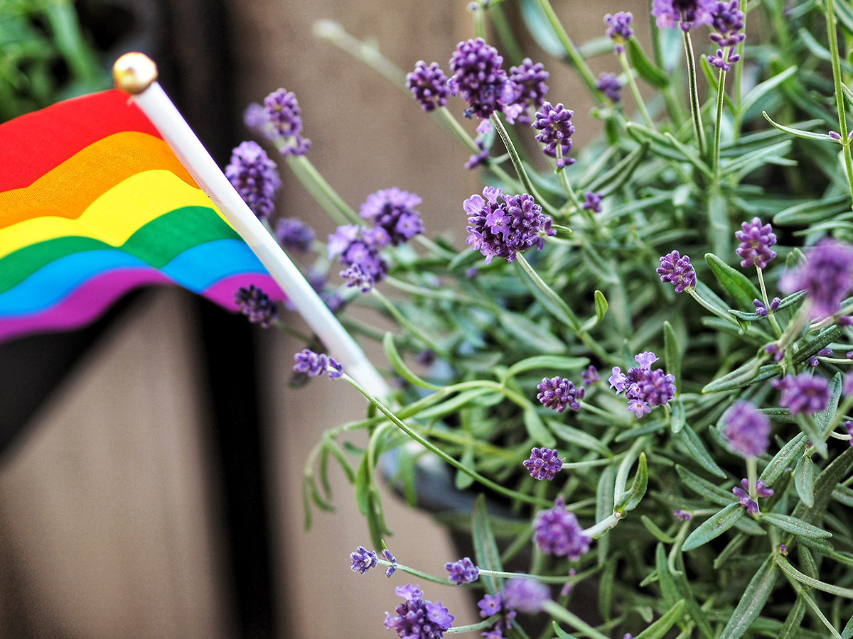 Pride Month Lavender by Moa Kiraly