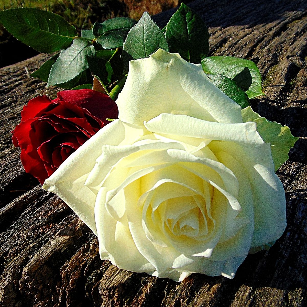 Birth flowers Red and white roses