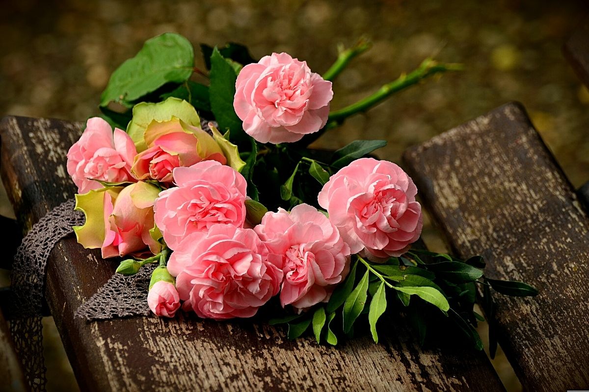pink roses on wooden surface