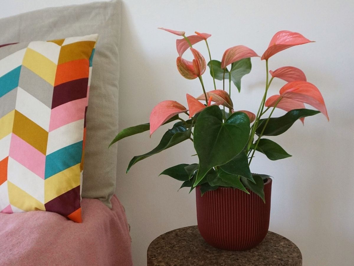 Salmon pastel color anthurium decorating a room