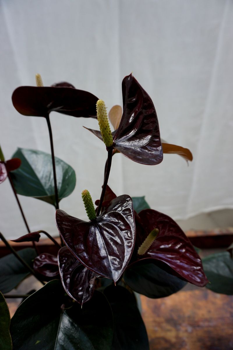 Incredible brownish black toned anthurium