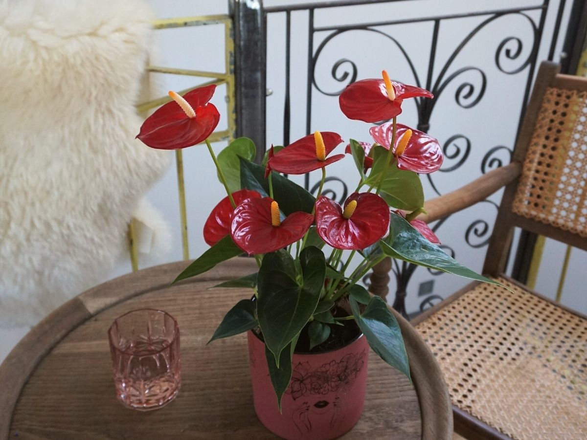 Red anthuriums by Floricultura for your favorite indoor spaces