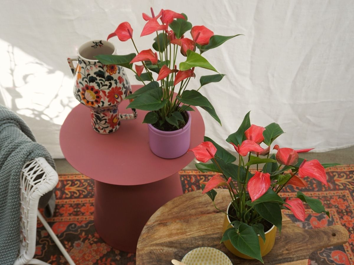 Stunning orange colored anthuriums decorating indoor spaces